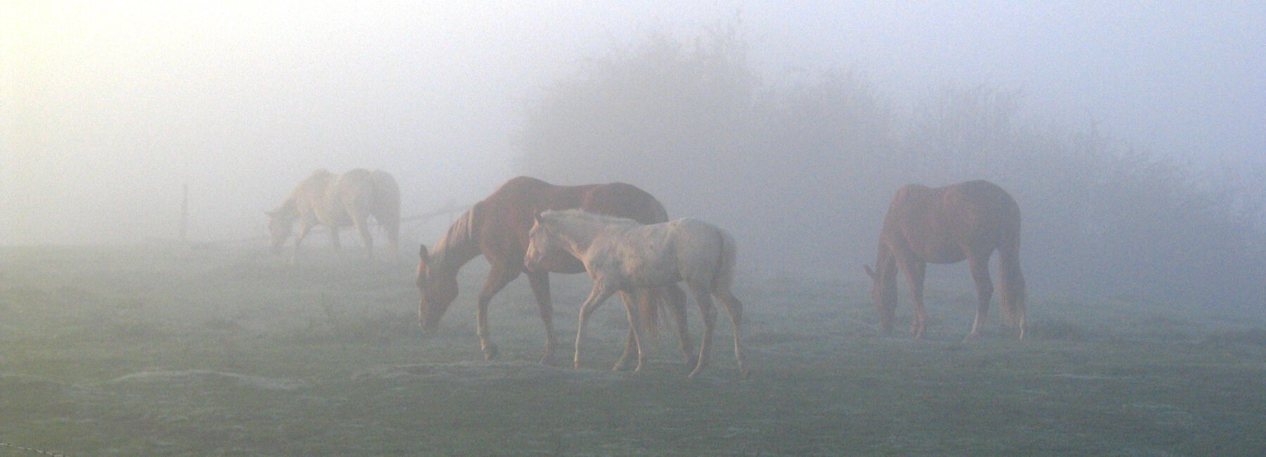 Paarden in Het Leeg-Rietbeemden
