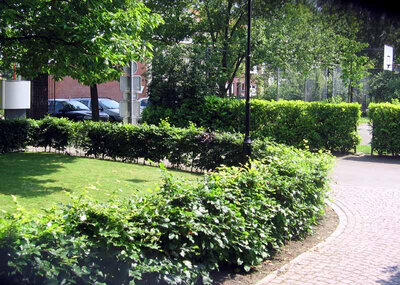 Behaagactie, beukenhaag