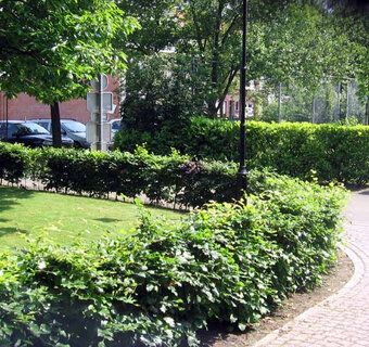 Behaagactie, beukenhaag