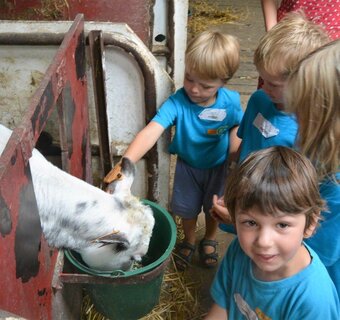 Zotte Zebra's in de Zoo