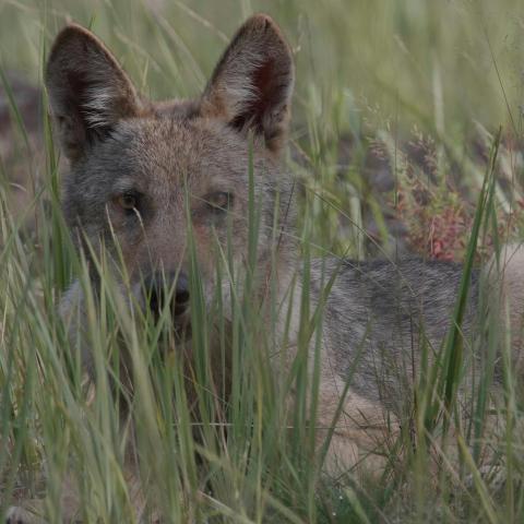 Wolf © Cultuurcentrum Brasschaat