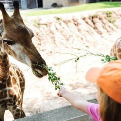 Zomerexpeditie: Op safari! © Free-Time vzw